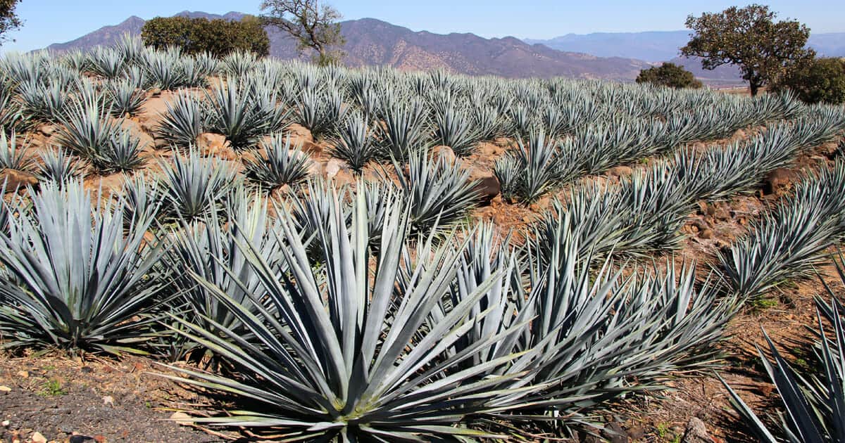 jalapeno agave