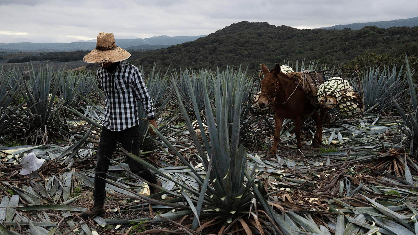 Farmer in an agave field