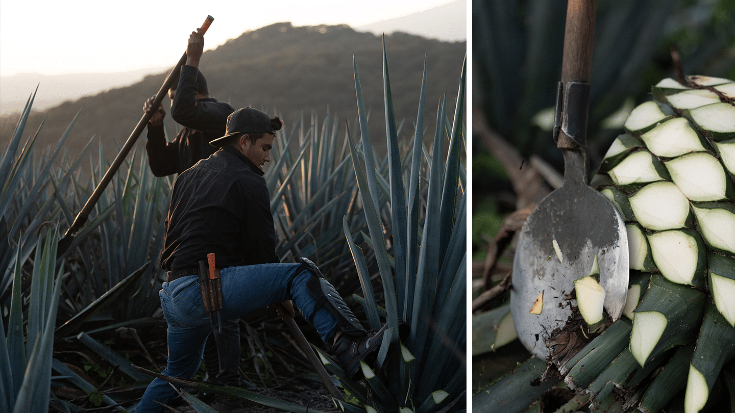 Photograph of an agave plant with two farmers on the left and close-up of the agave on the right